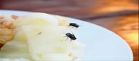 Do you know how flies contaminate food?